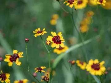 Wildflower garden at L & D Farms in Ooltewah, TN